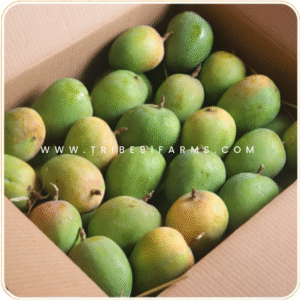 Alphonso Raw Mangoes