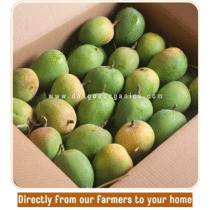 Alphonso Raw Mangoes