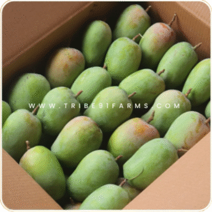 Premium Kesar Mangoes